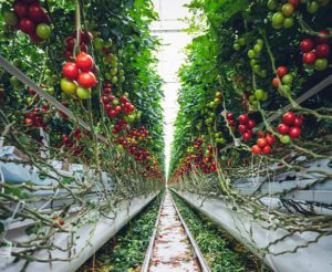 Precision Interconnects Make Indoor Agriculture More Productive