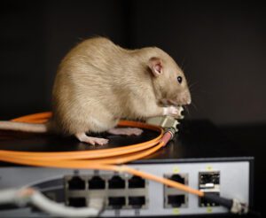 Rodent-Resistant Electronics
