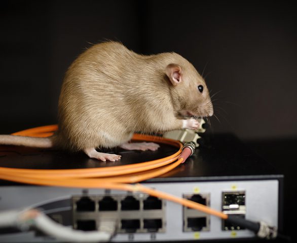 Rodent-Resistant Electronics