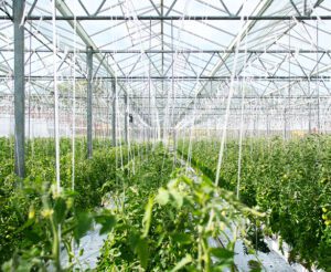 Vertical Farms Control the Weather with IoT Technologies